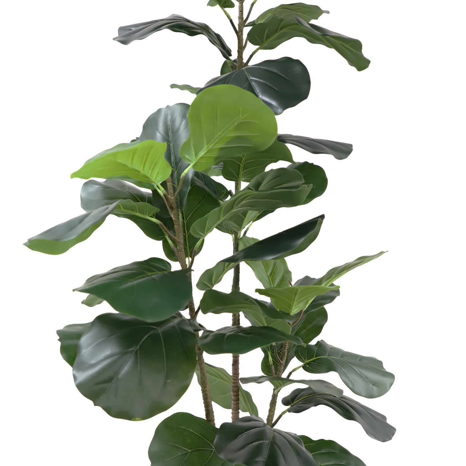 Fiddle tree (6646340681824)
