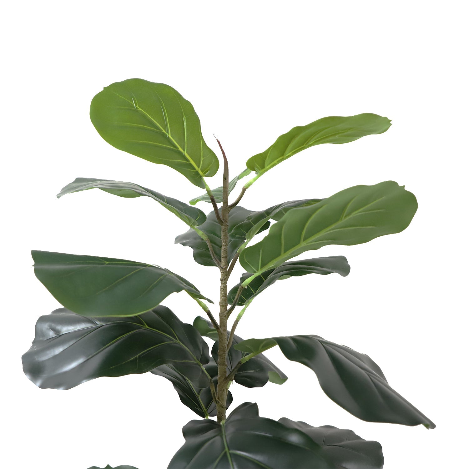 Fiddle tree (6646340681824)