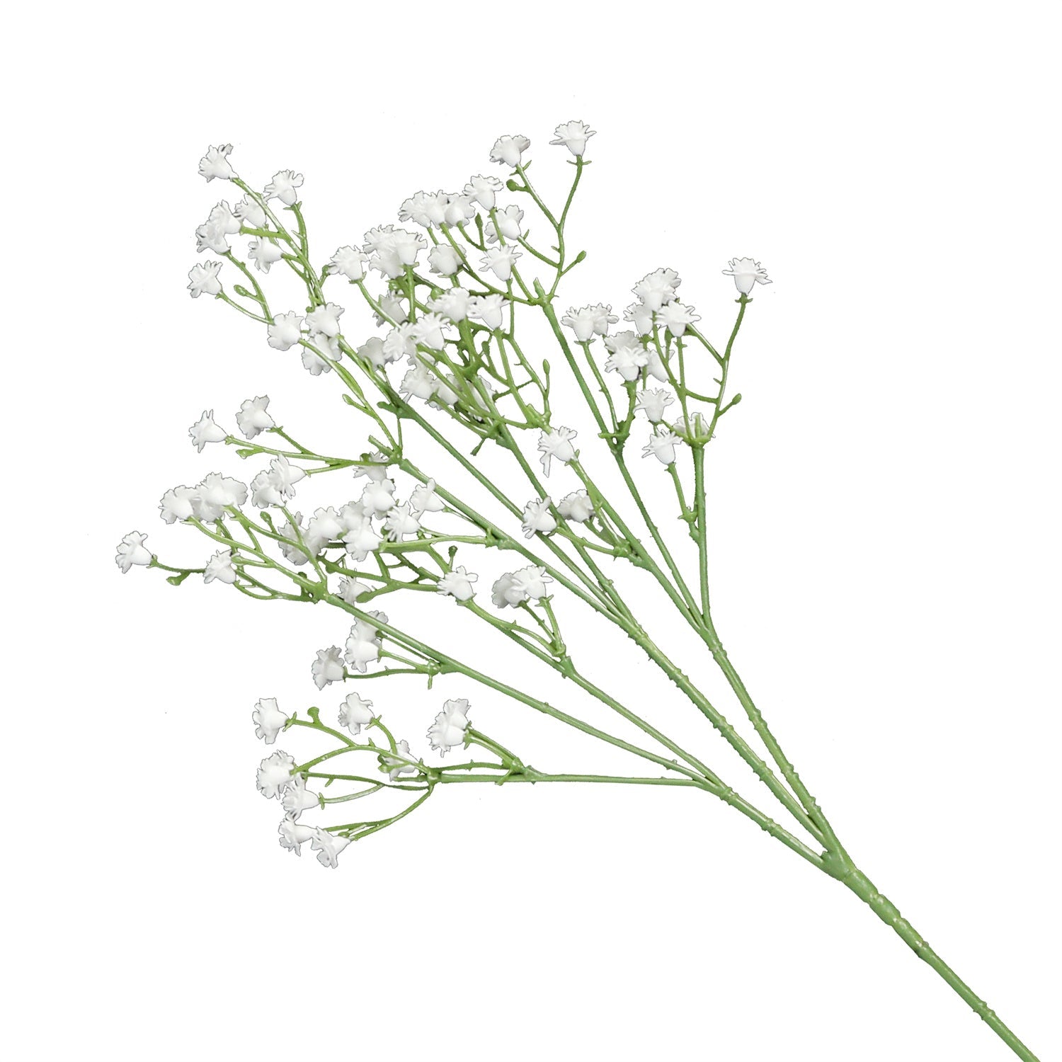 PlantsA-37