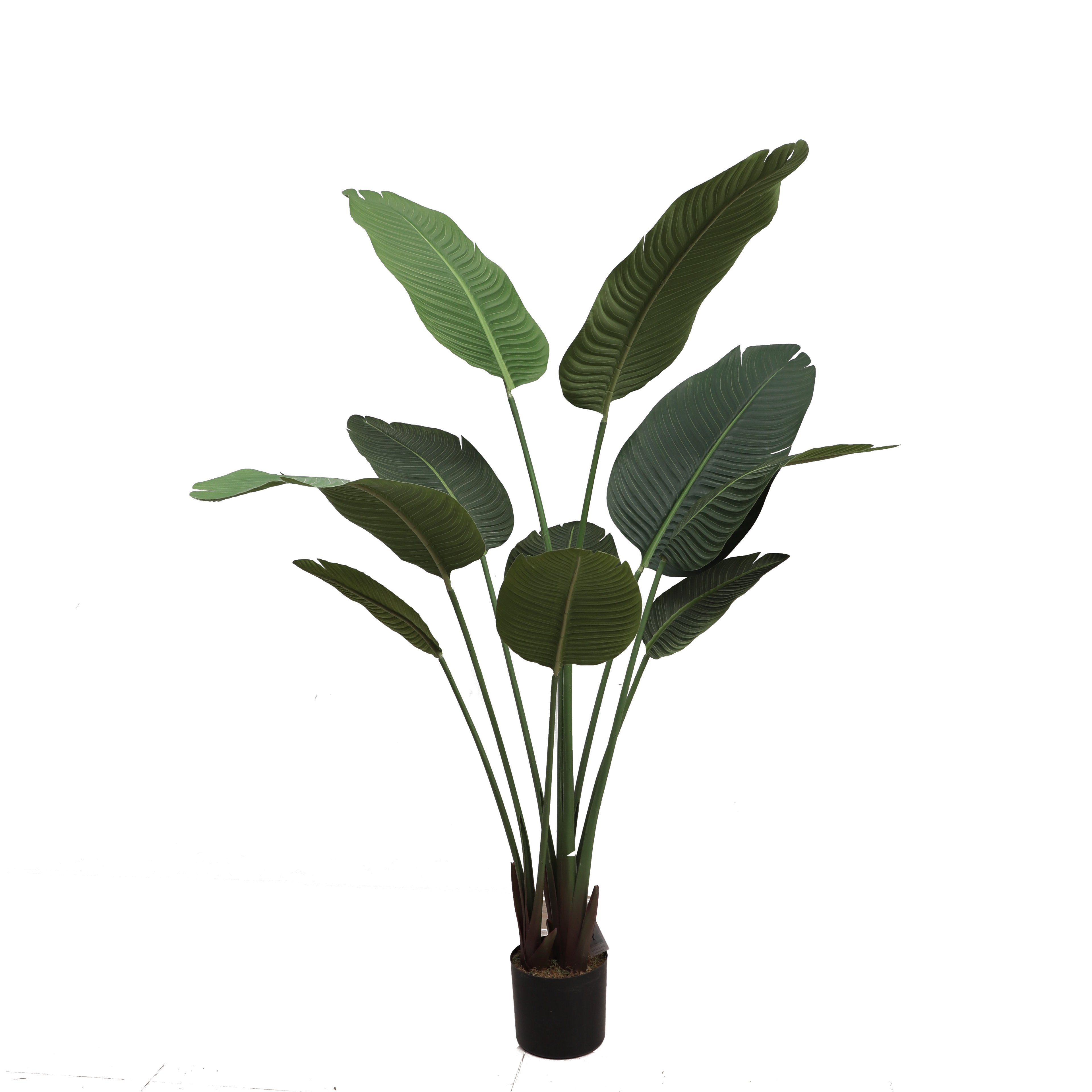 Banana tree A775150