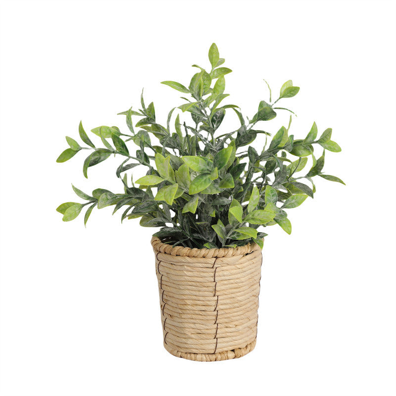 نباتات DYPA-181