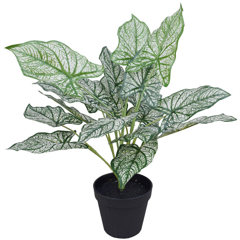 نباتات DYPA-21