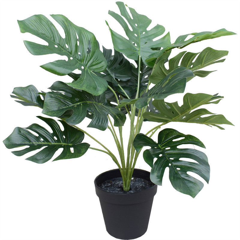 نباتات DYPA-22