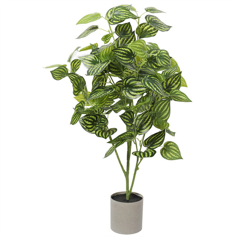 نباتات DYPA-26