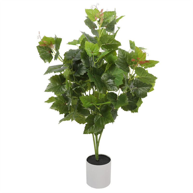 نباتات DYPA-27