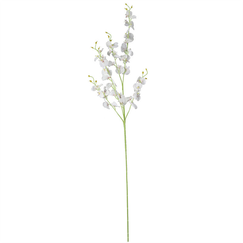 PlantsH-24