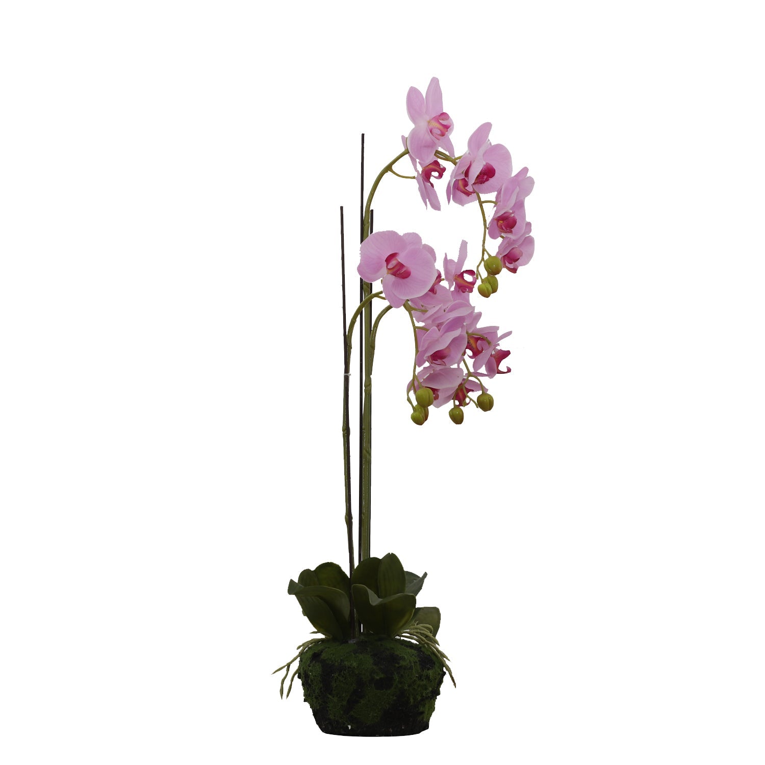 BUTTERFLY ORCHID (6638759641184)