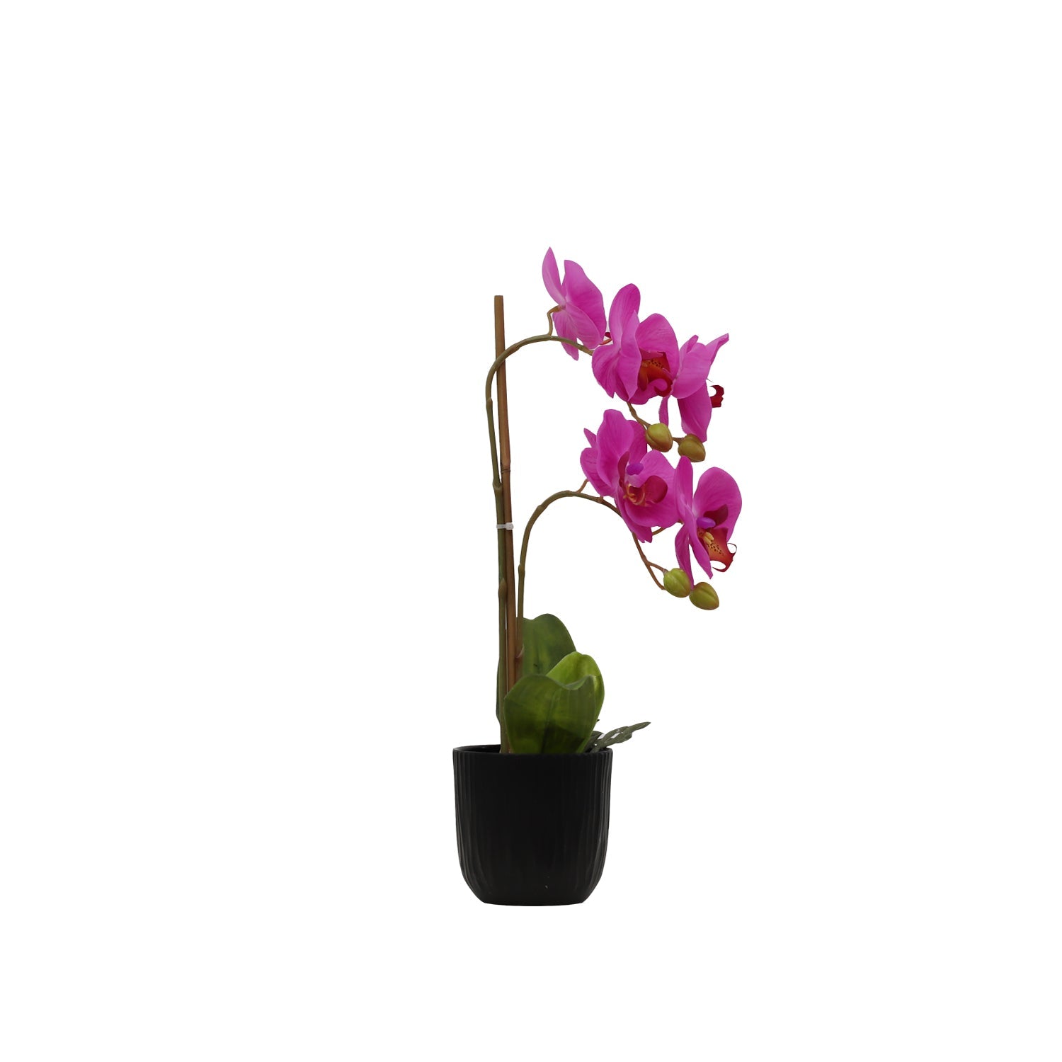 BUTTERFLY ORCHID (6638759280736)