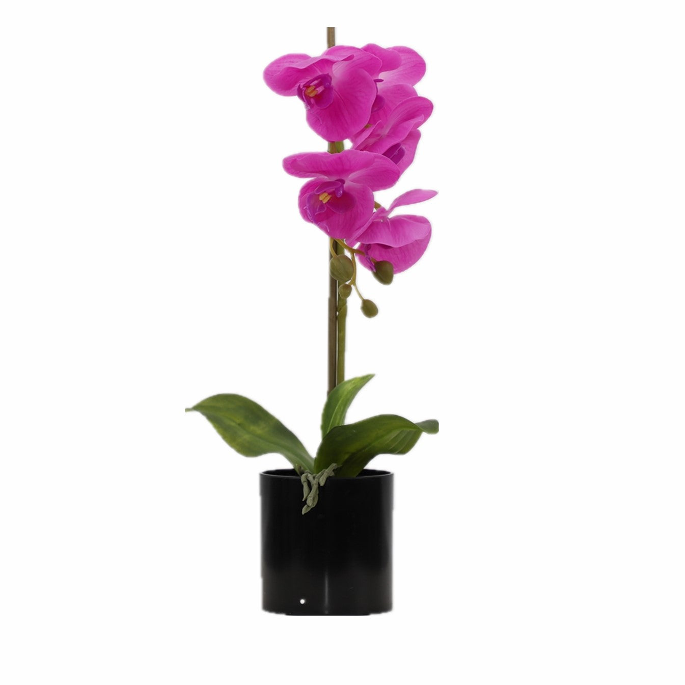BUTTERFLY ORCHID KD3252