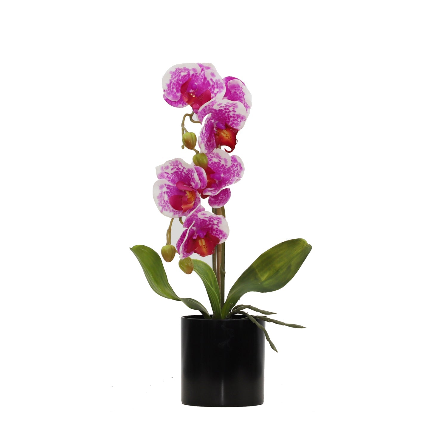 BUTTERFLY ORCHID (6638759247968)