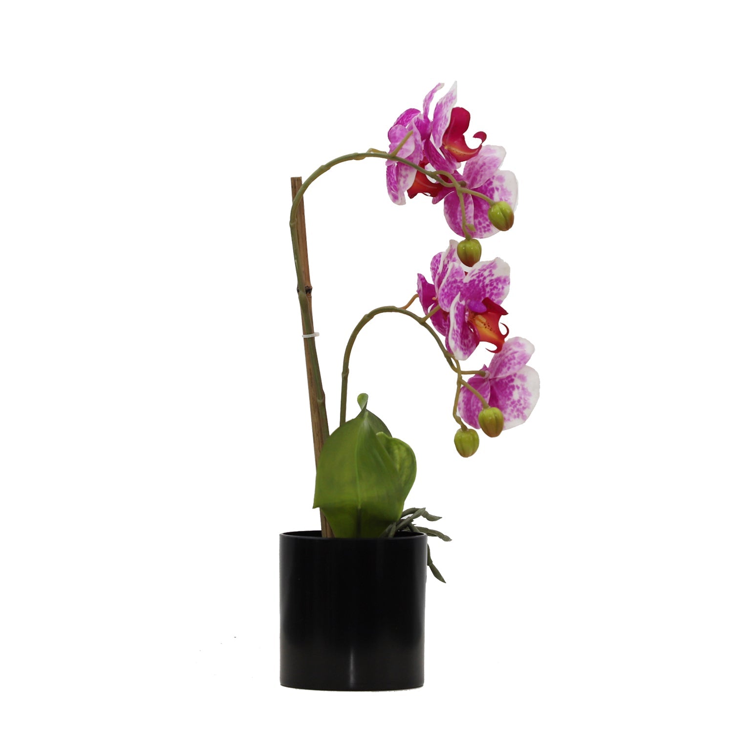 BUTTERFLY ORCHID (6638759247968)