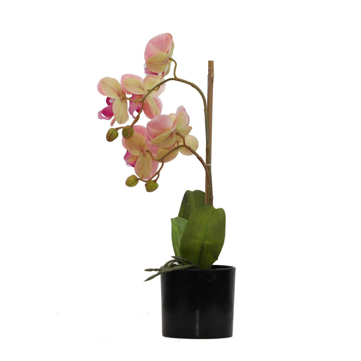 BUTTERFLY ORCHID (6638759477344)