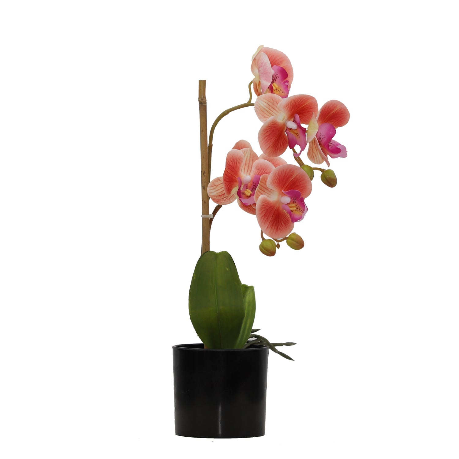 BUTTERFLY ORCHID (6638759477344)