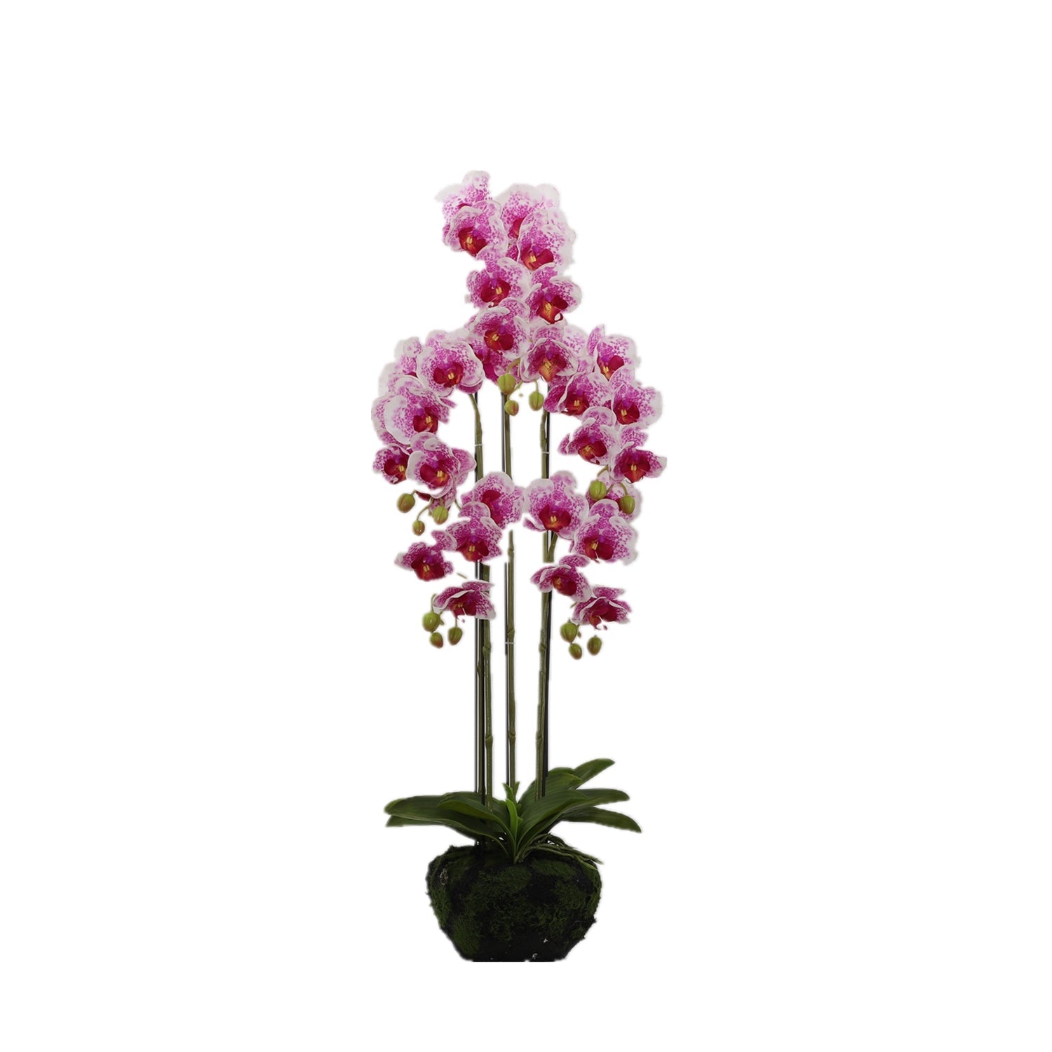 BUTTERFLY ORCHID KD3273