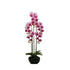 BUTTERFLY ORCHID (6638759739488)