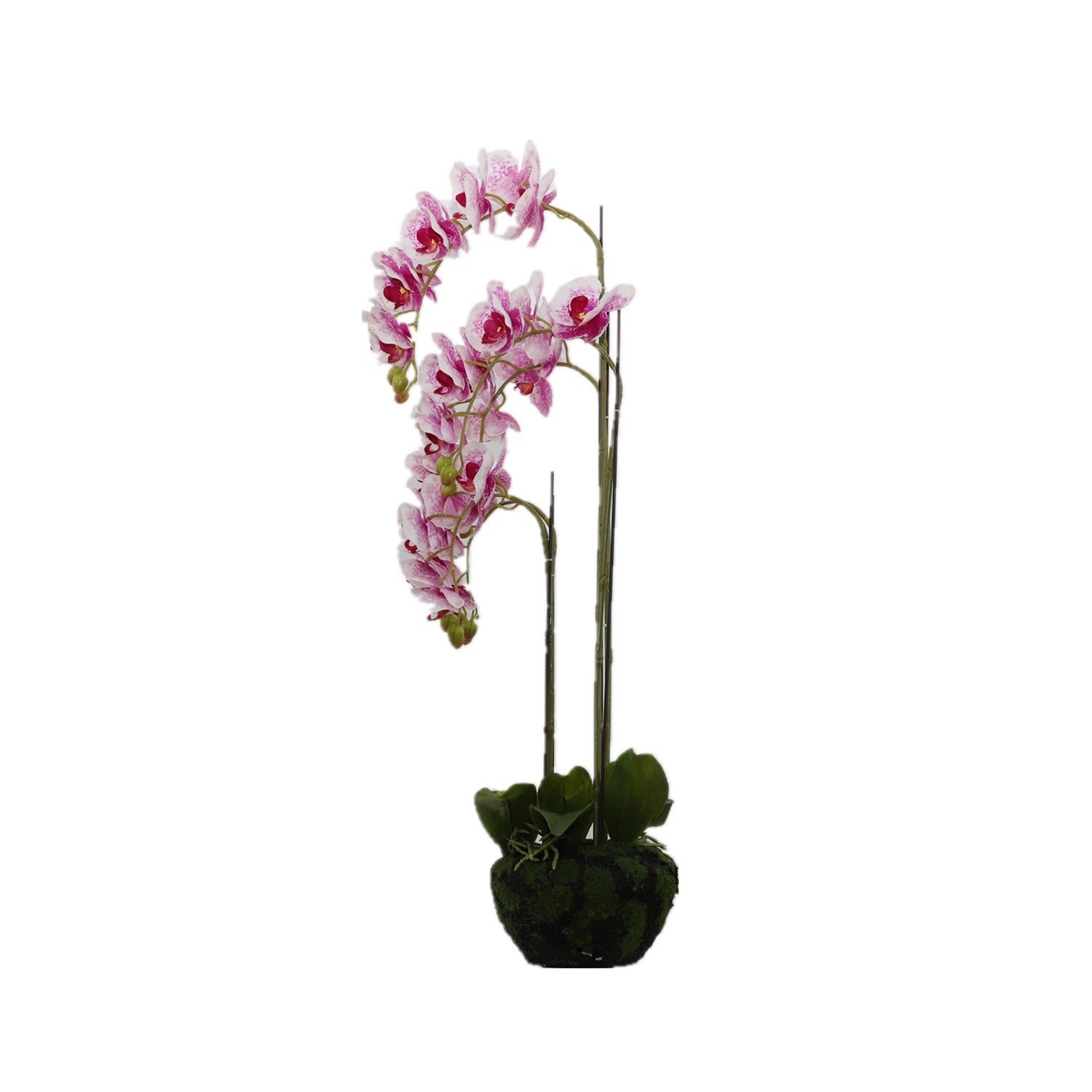 BUTTERFLY ORCHID KD3273