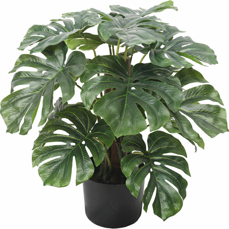 نباتات TCE-102-2