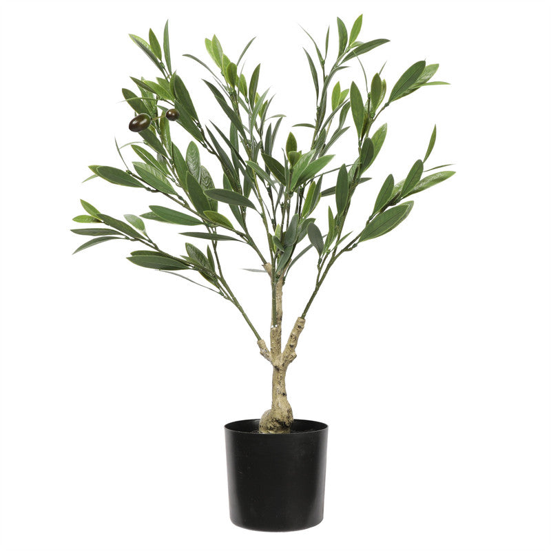 النباتاتTKCO-38