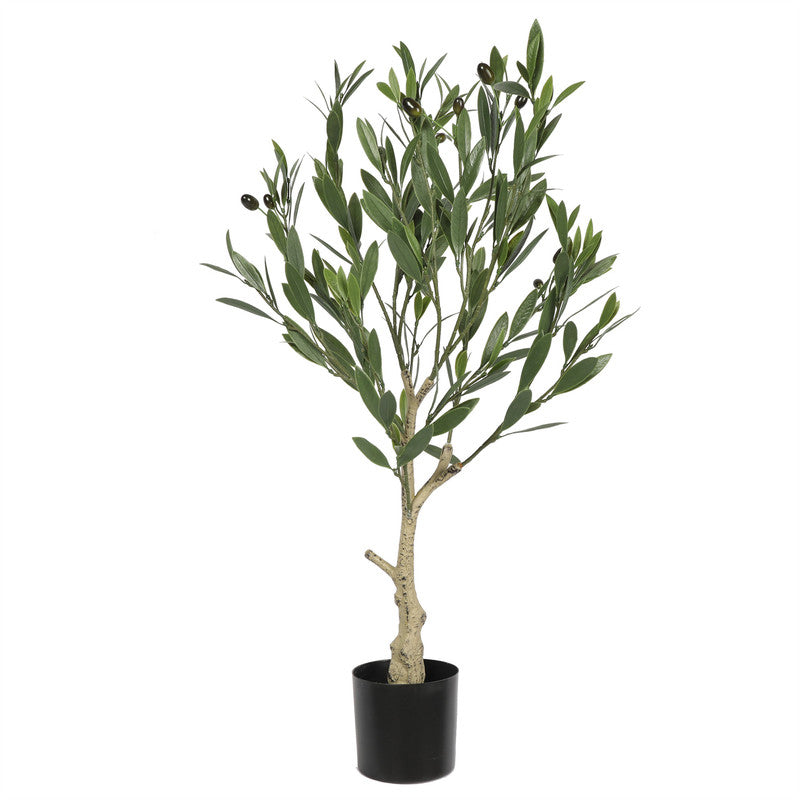 النباتاتTKCO-39
