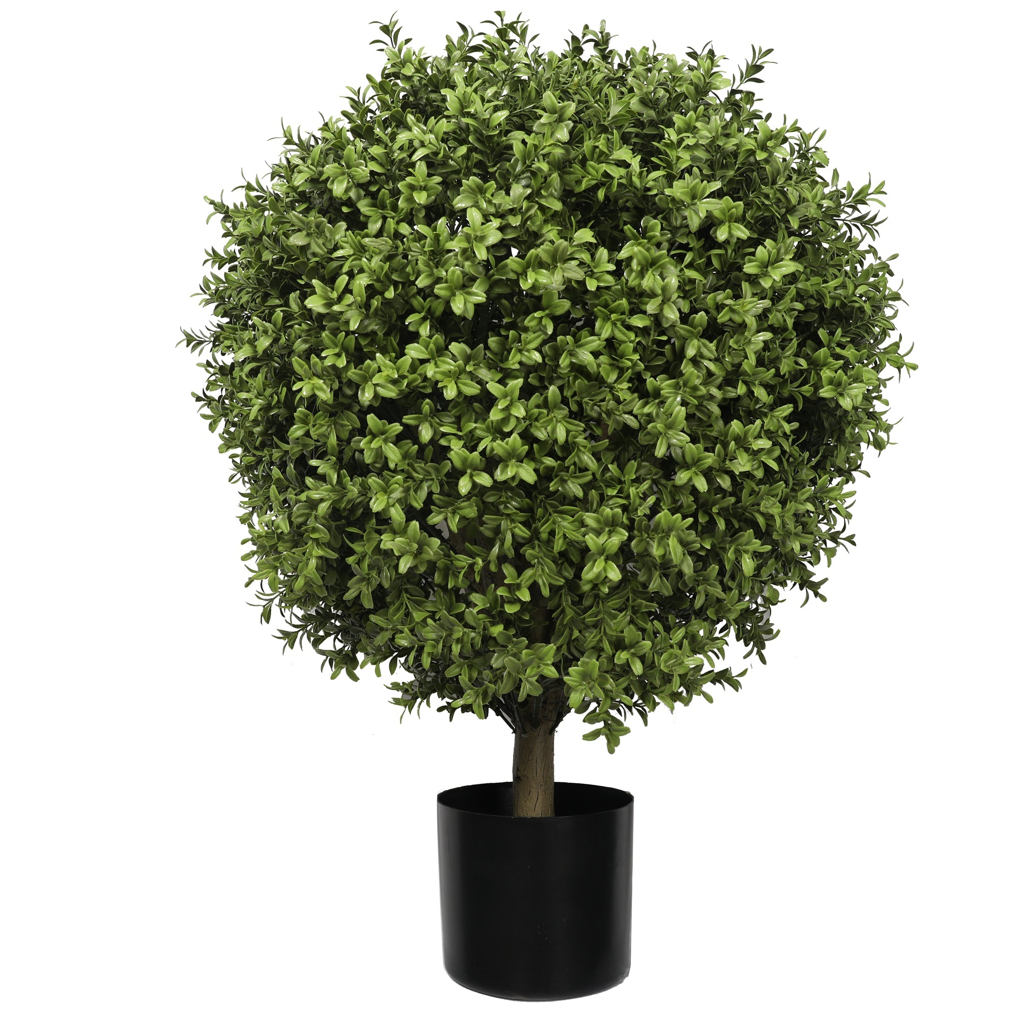 Buxus Ball Tree with Short Trunk 85CM
