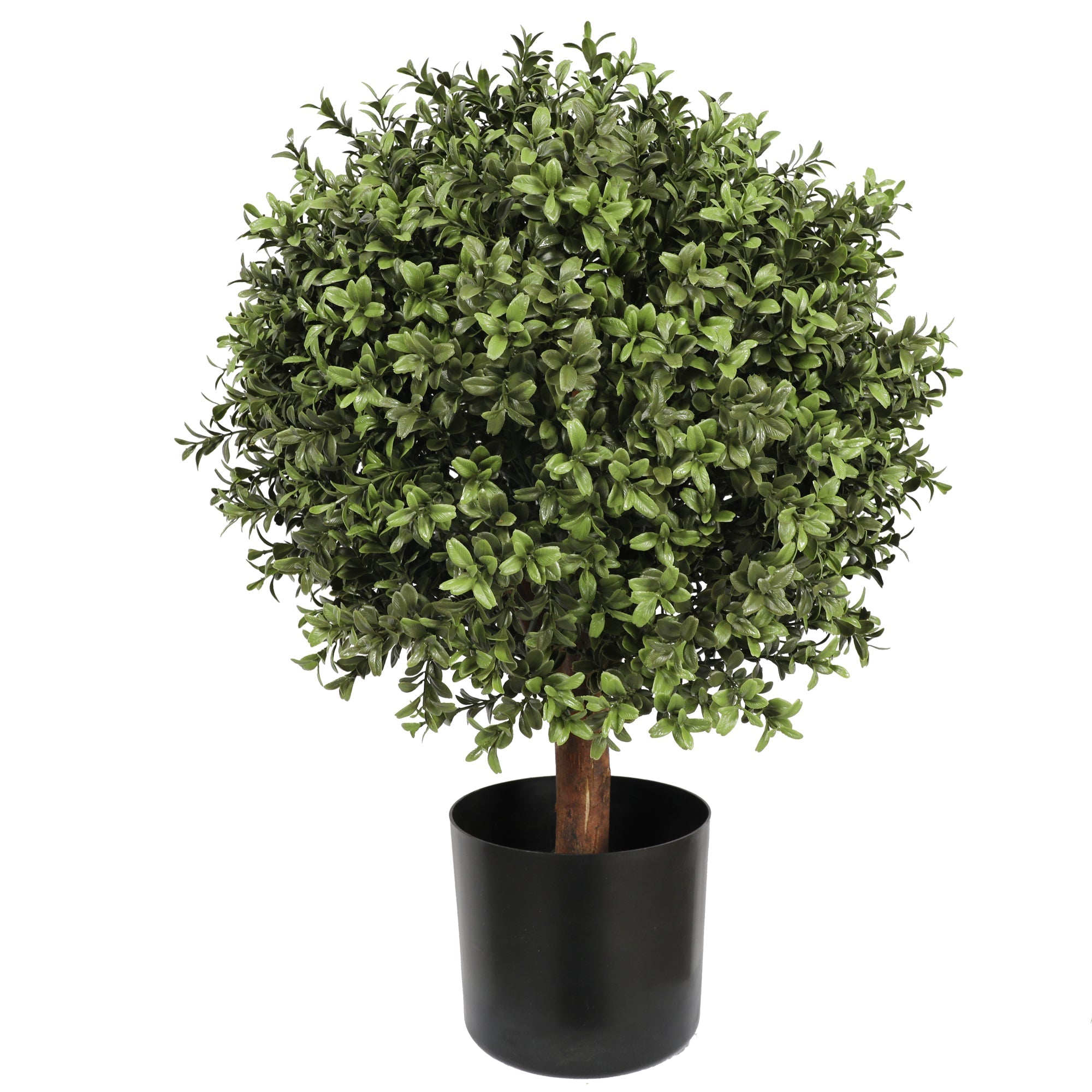Buxus Ball Tree with Short Trunk 65CM