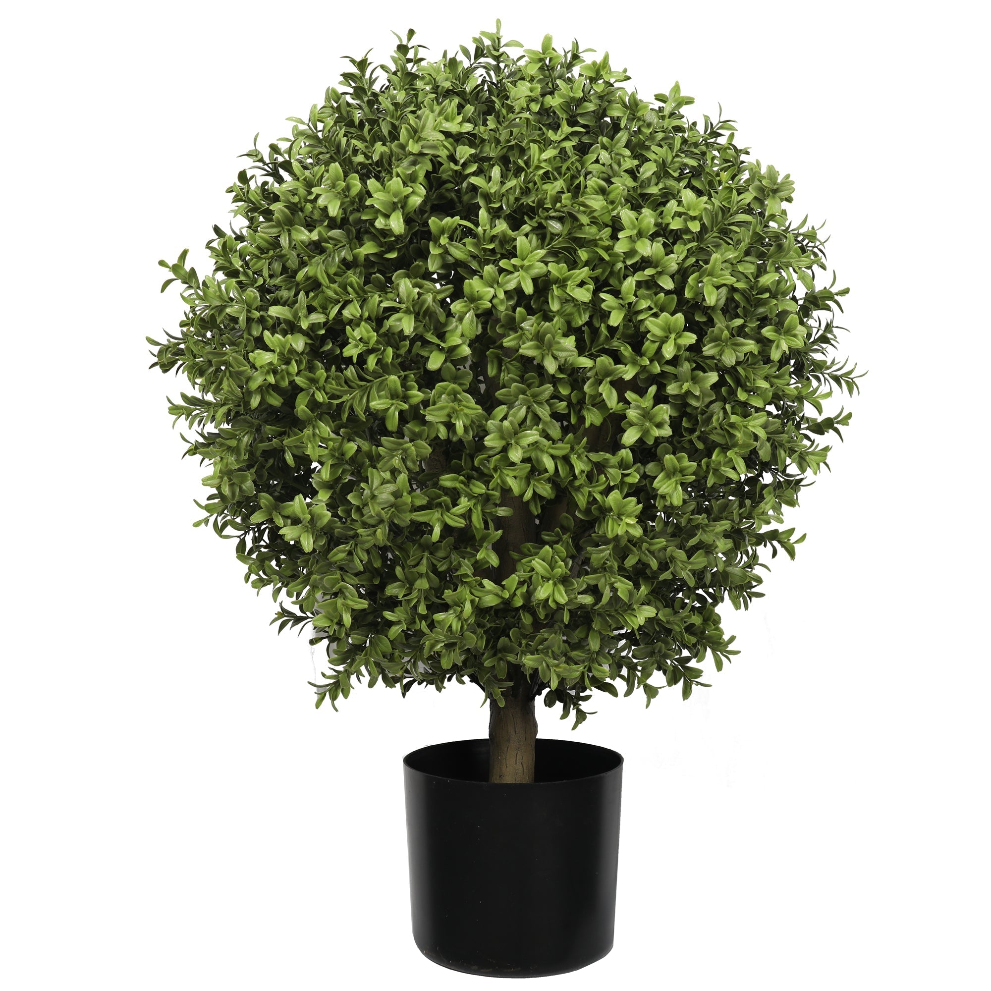 Buxus Ball Tree with Short Trunk 75CM