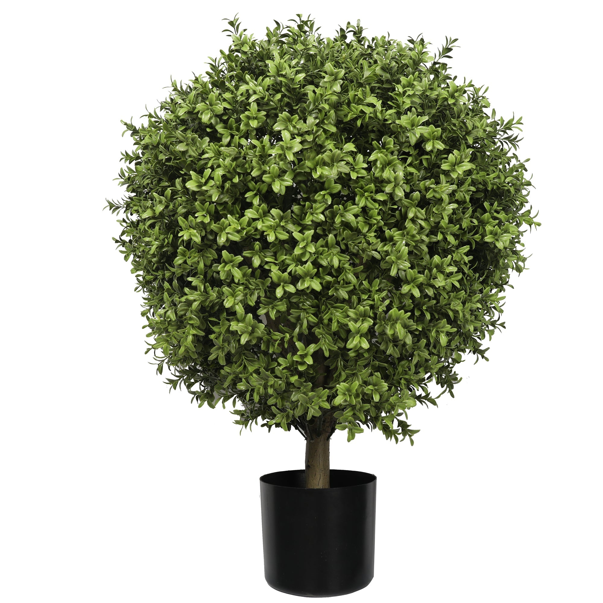 Buxus Ball Tree with Short Trunk 85CM