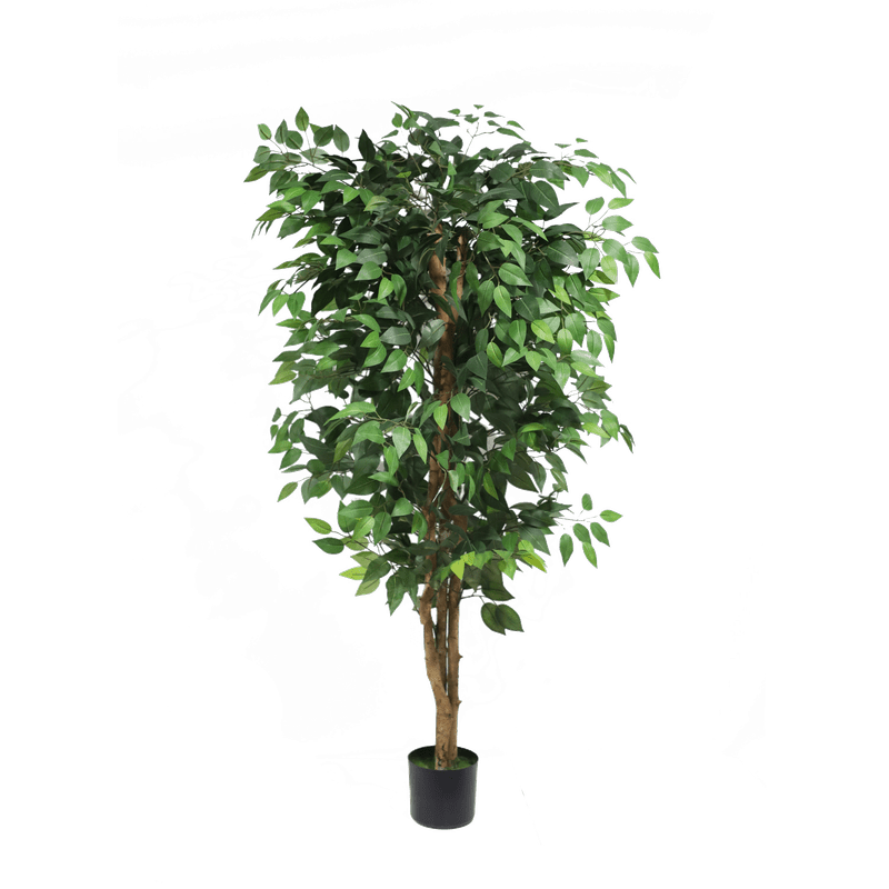 Ficus tree - 150cm