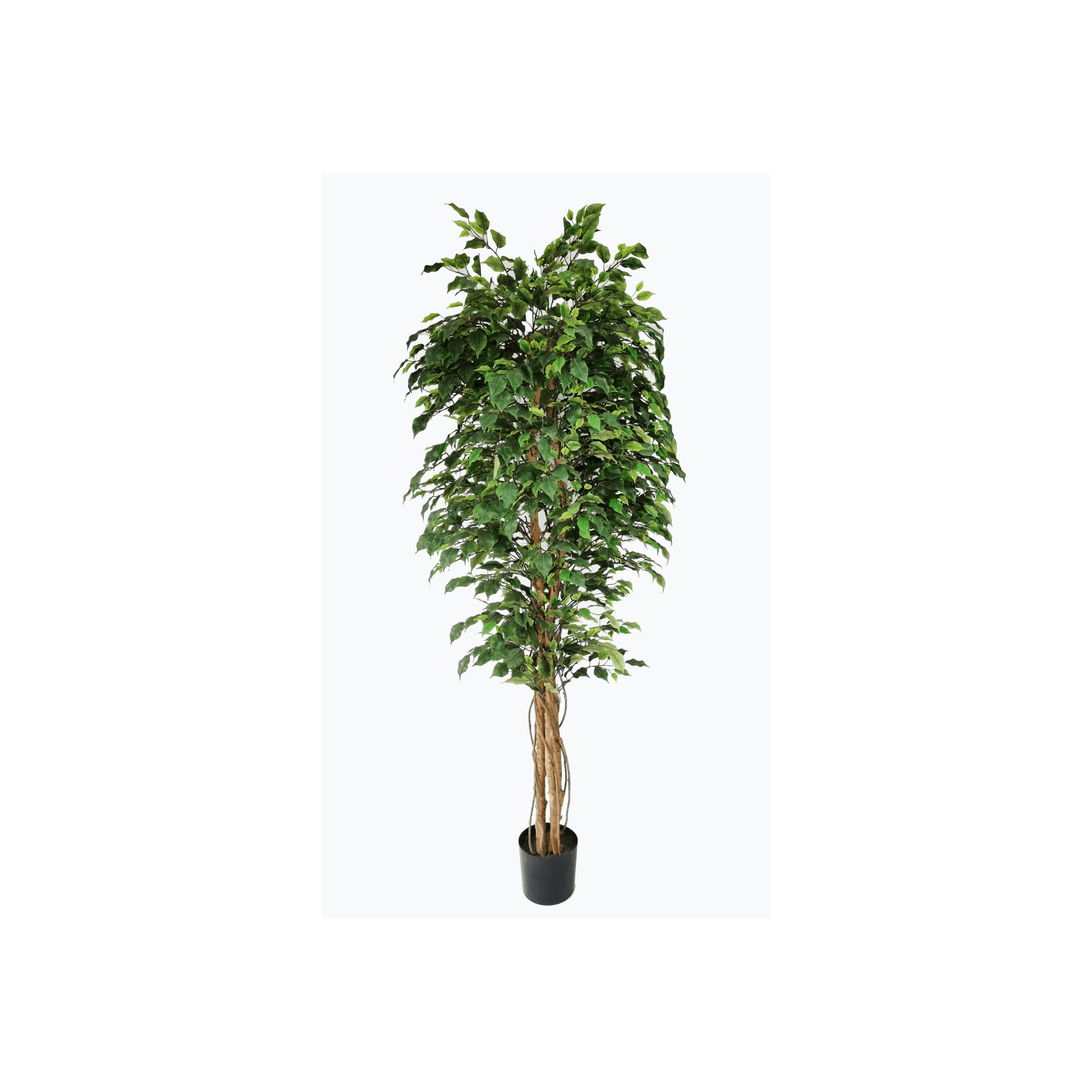 Ficus tree