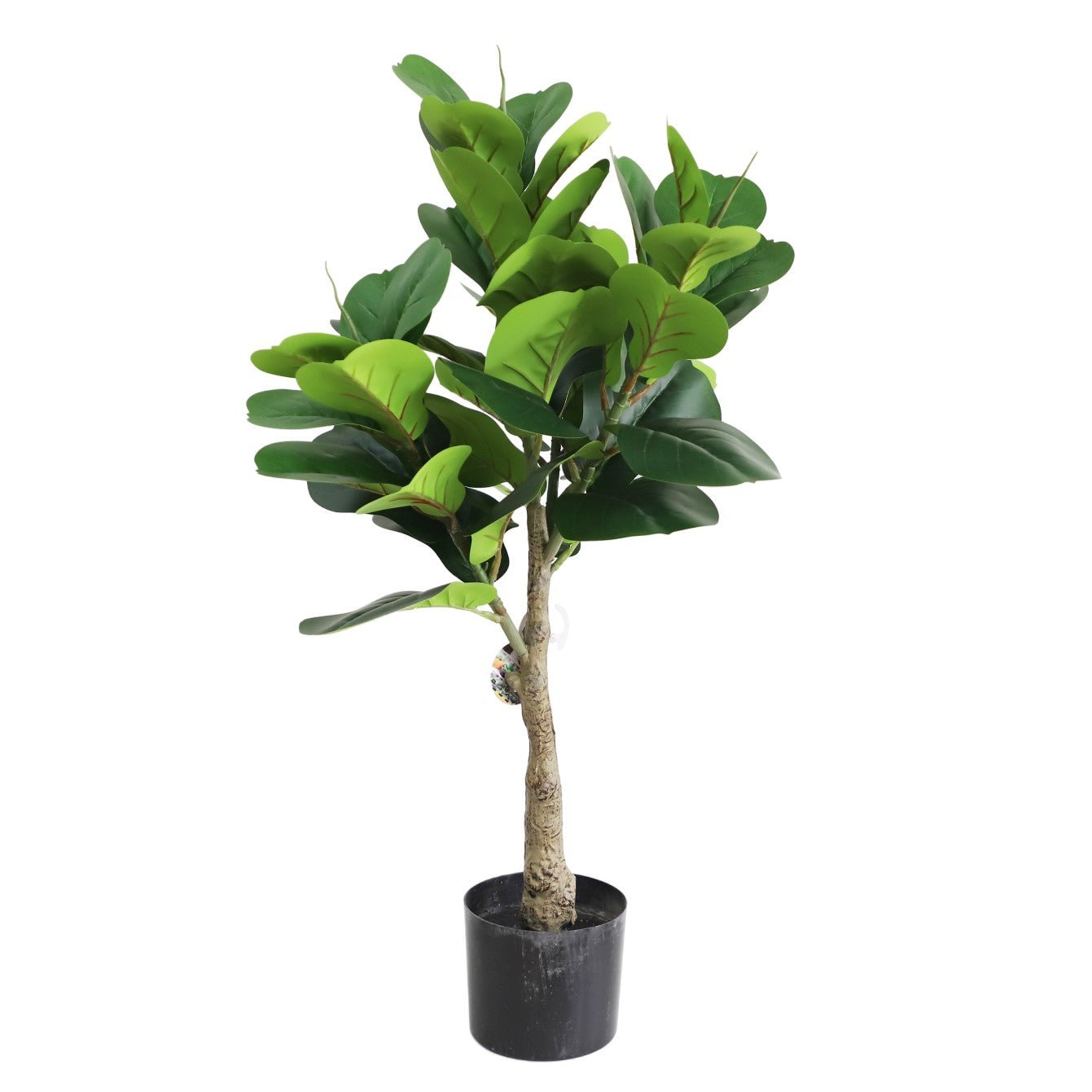 Fiddle tree