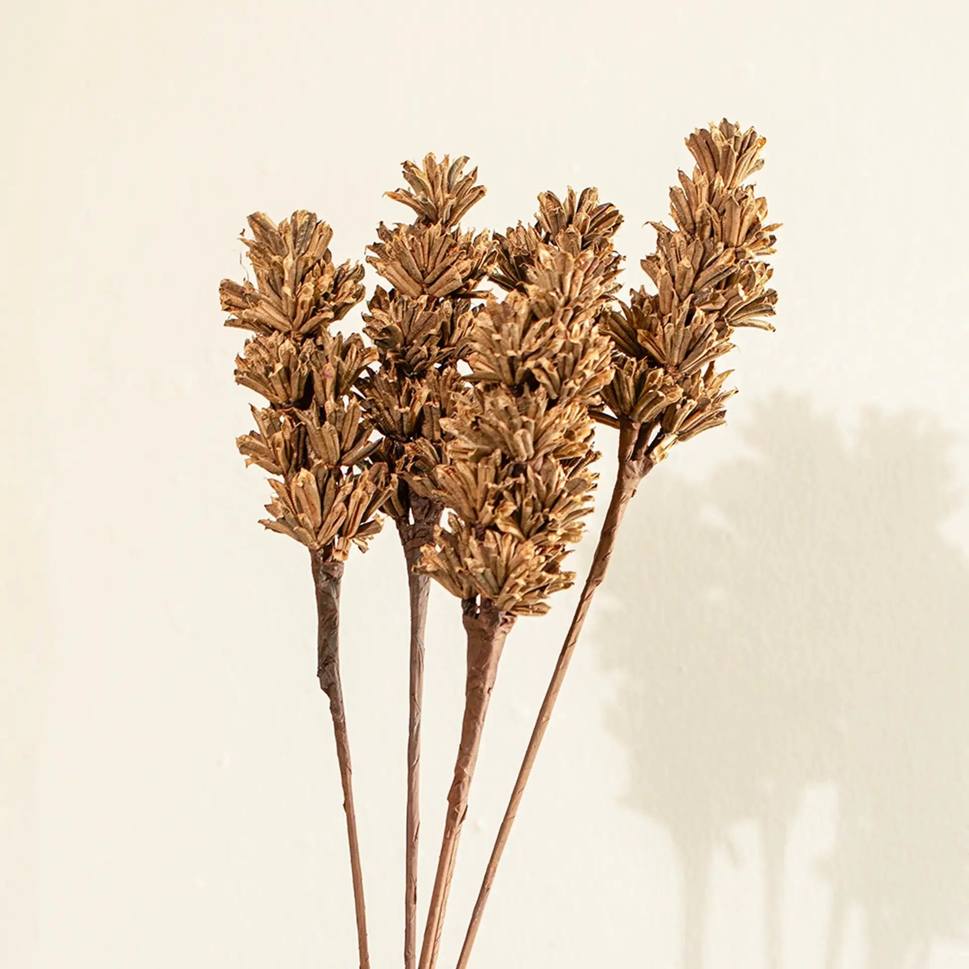 Malar sesame seed brown Set of 5