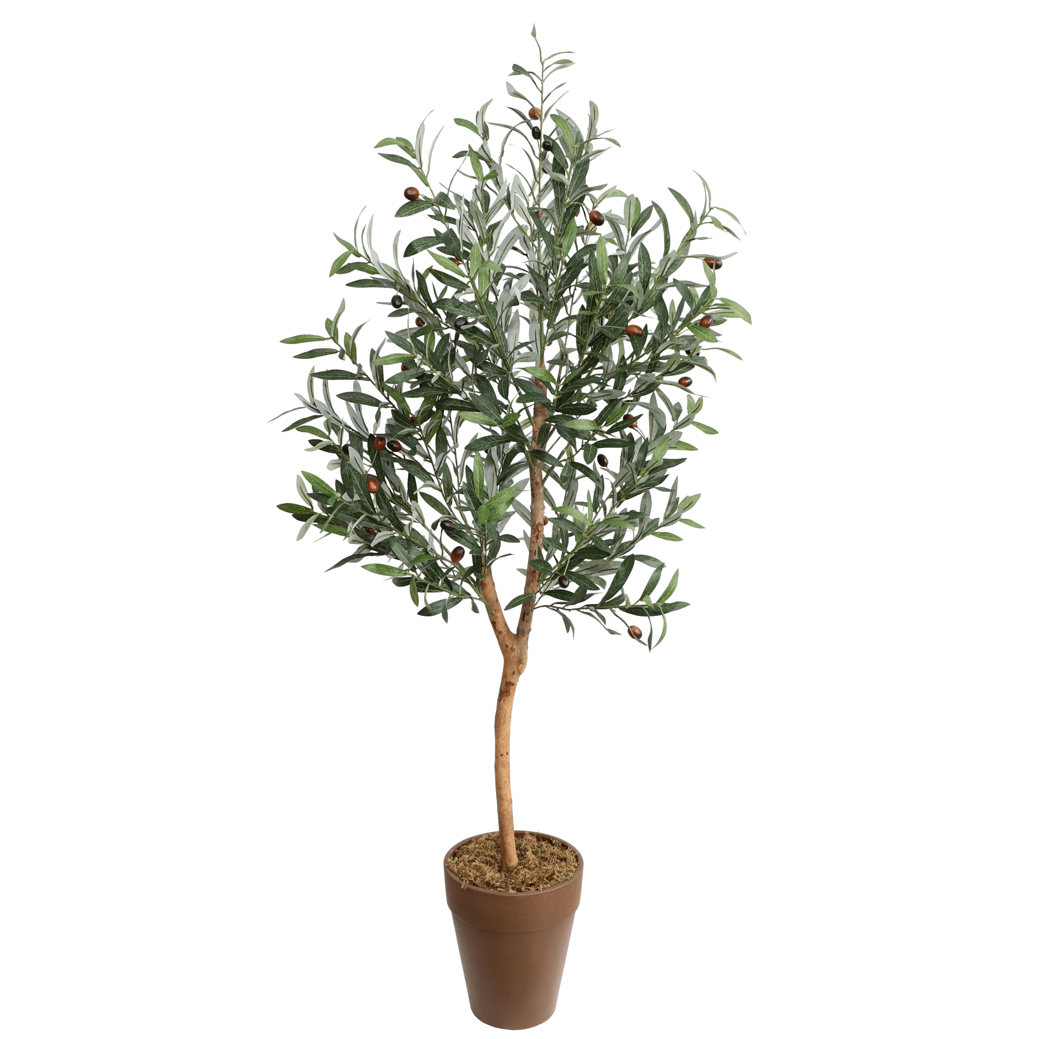 OLIVE TREE