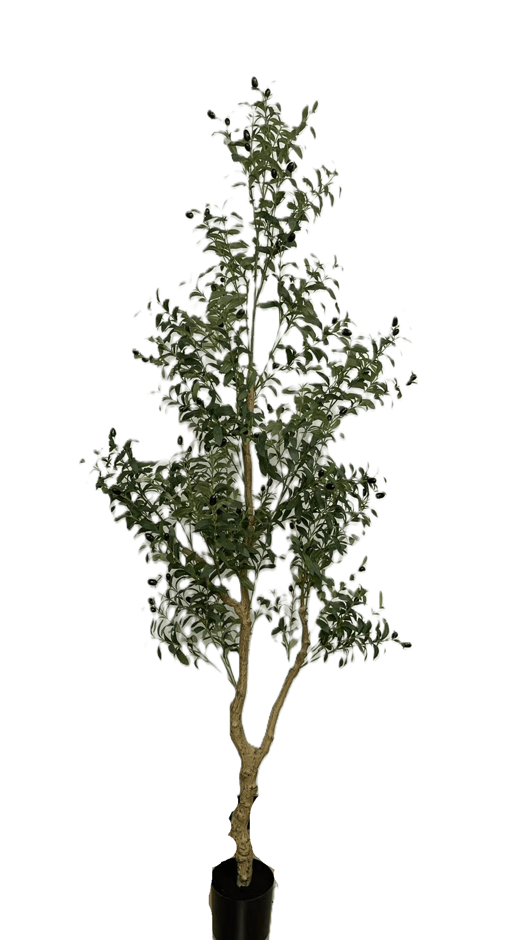 Olive Tree - 210cm