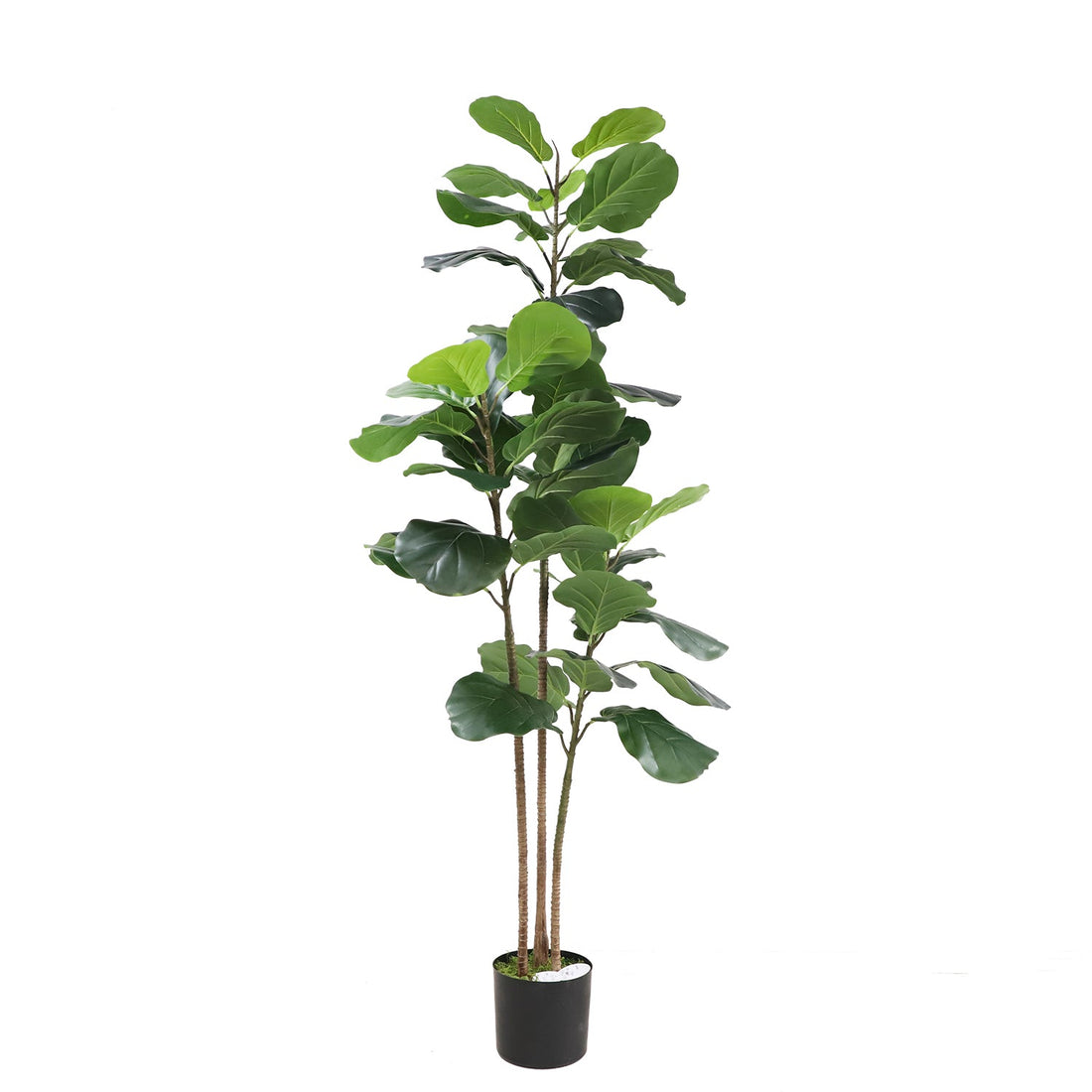 Fiddle tree (6646340681824)