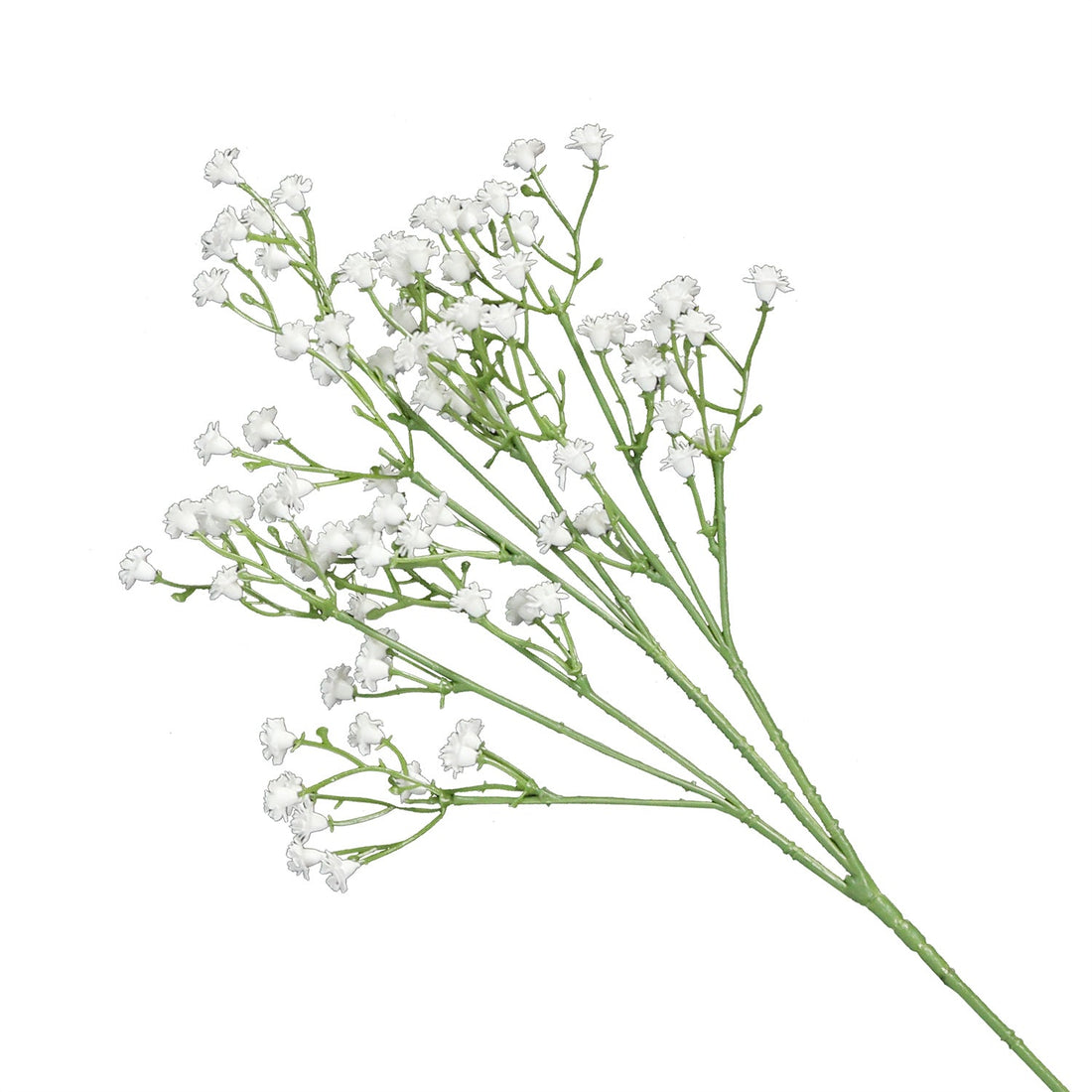 PlantsA-37