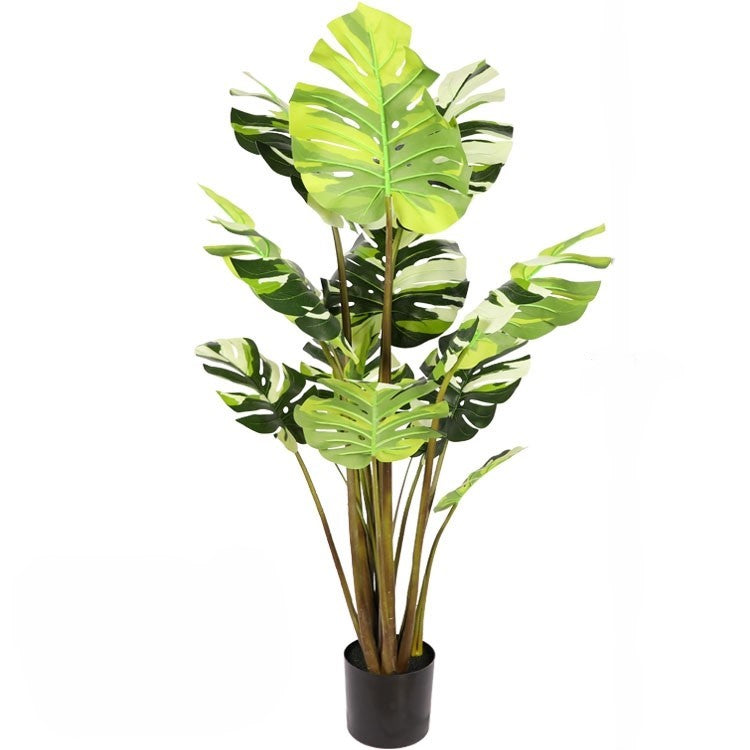Monstera