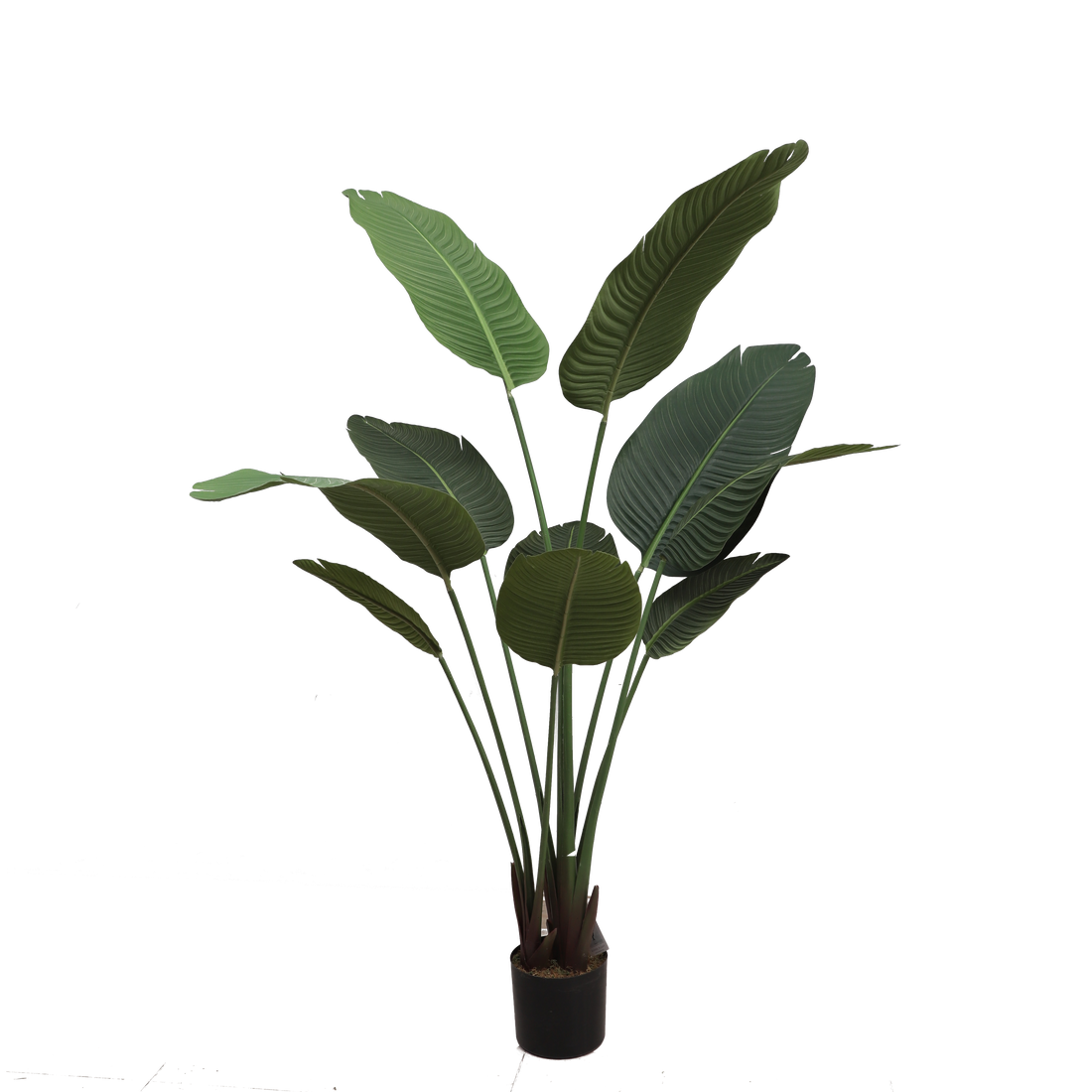 Banana tree A775150