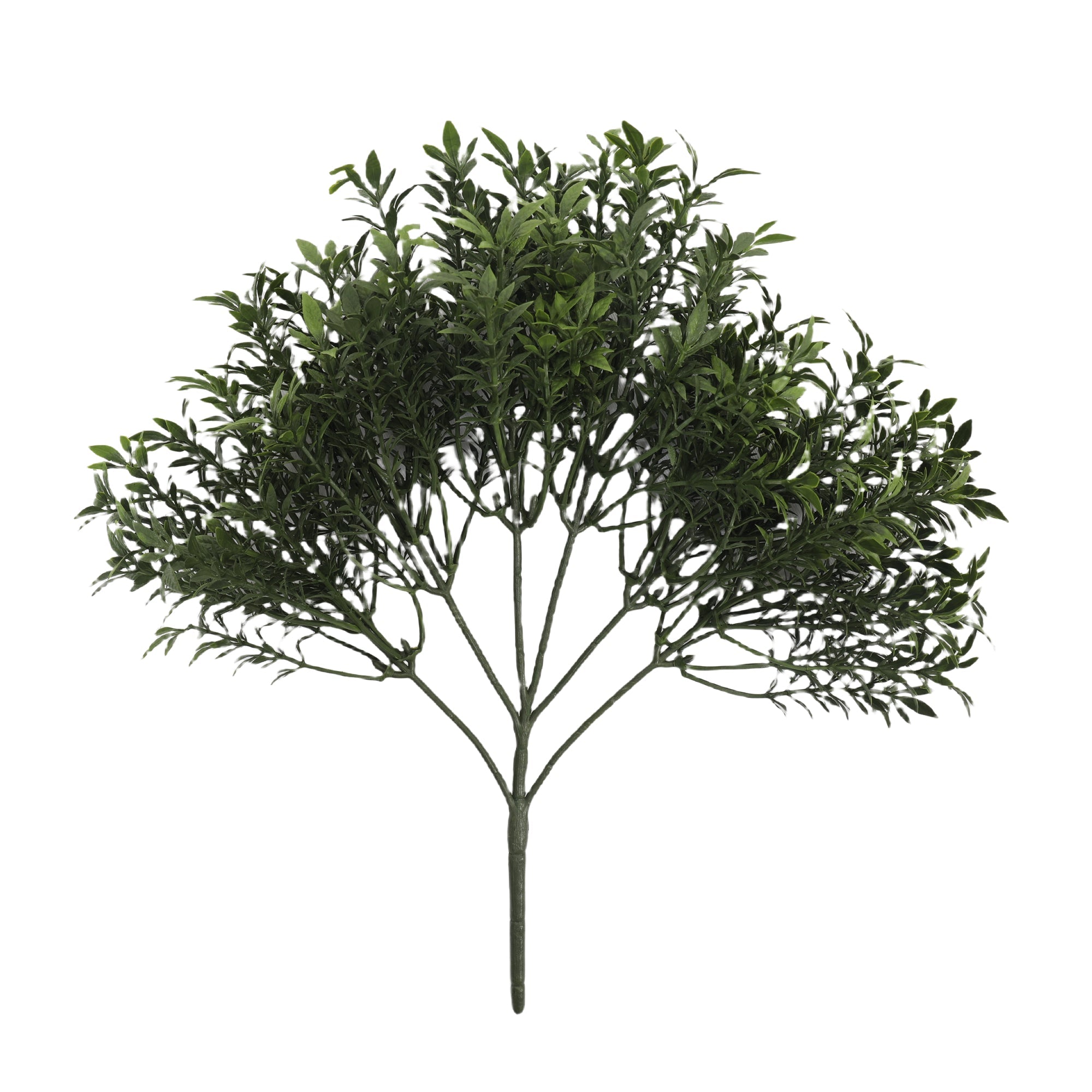 Tea Foliage Bush