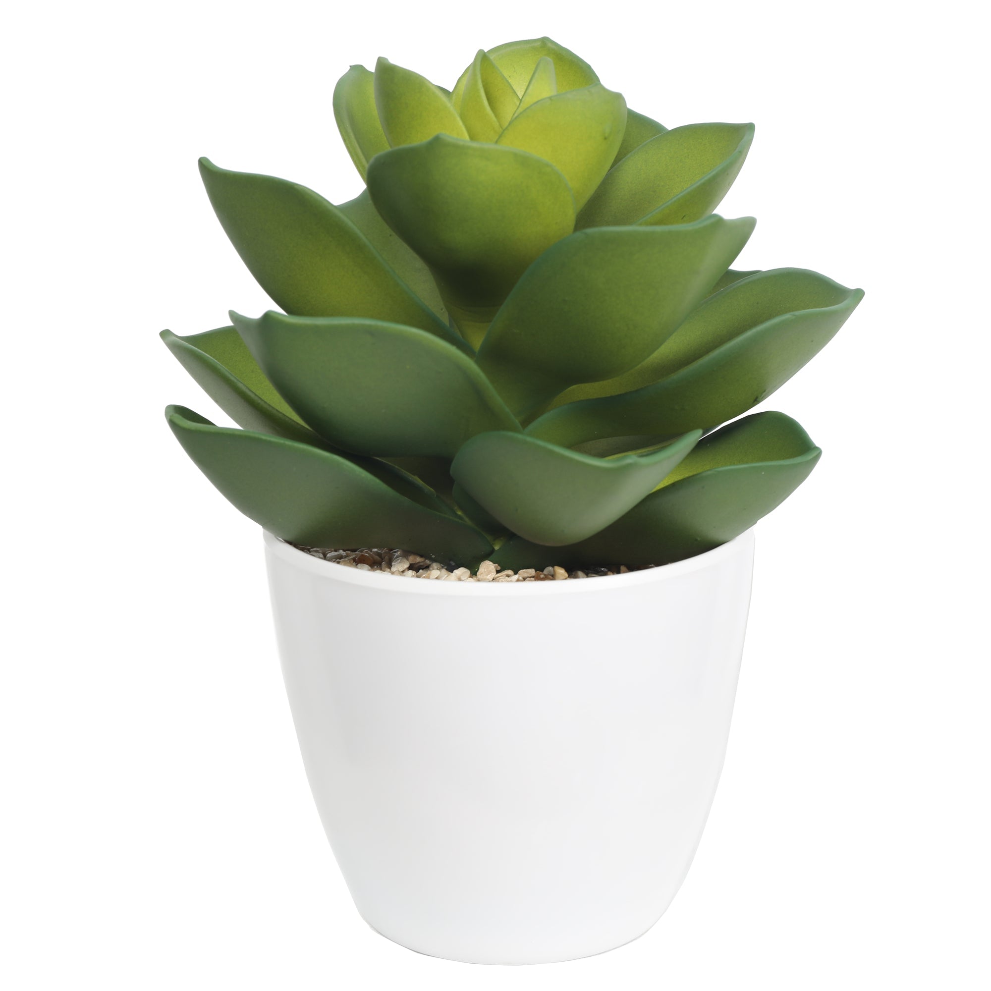 Succulent plants in plastic pot DYJT-304