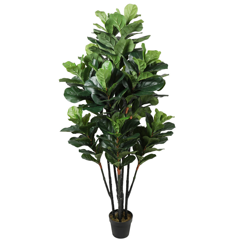 Gourd Tree 228LVS 12T  (Fiddle Leaf Figs Tree) (6646806020192)
