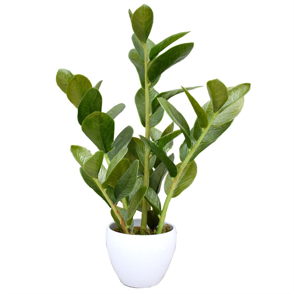 60CM Artificial Potted Zanzibar Indoor