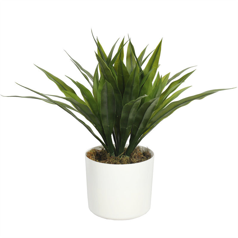 PlantsDYPA-36-1