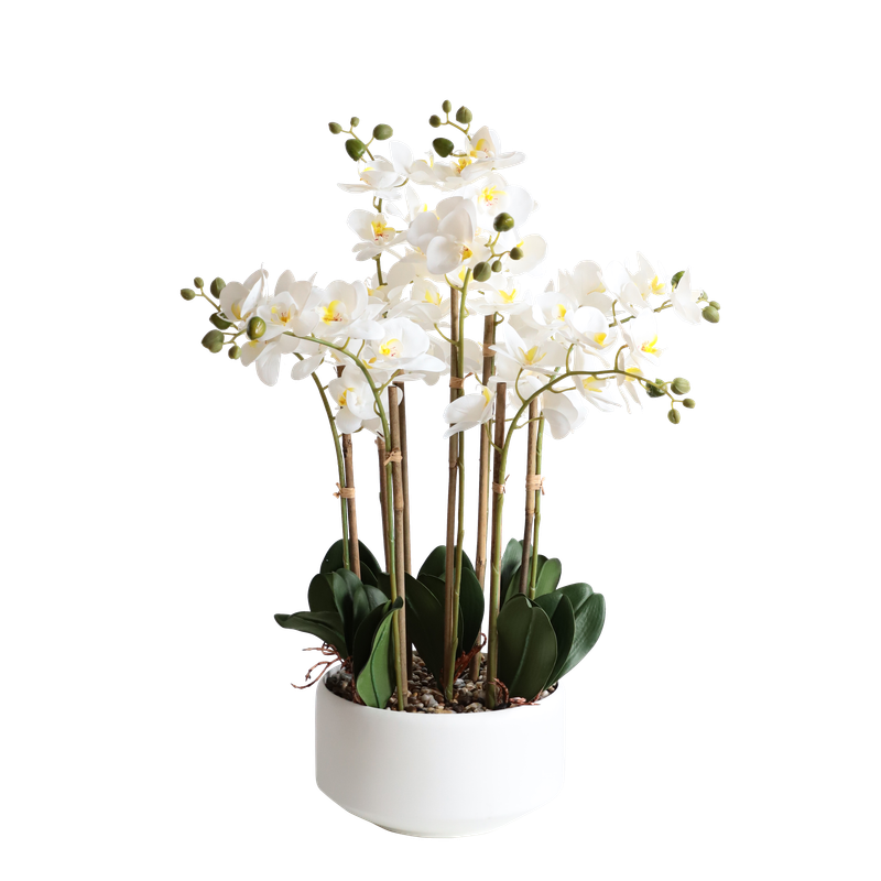 BUTTERFLY ORCHID KA1107