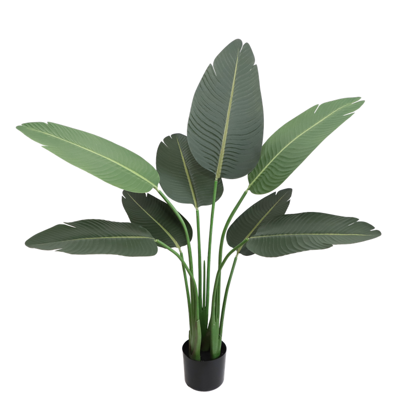 Banana Tree KD1410