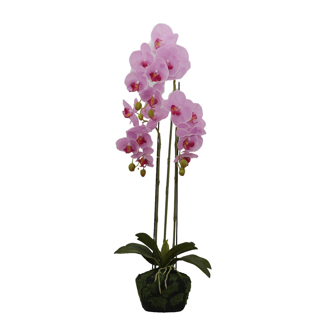 BUTTERFLY ORCHID (6638759641184)