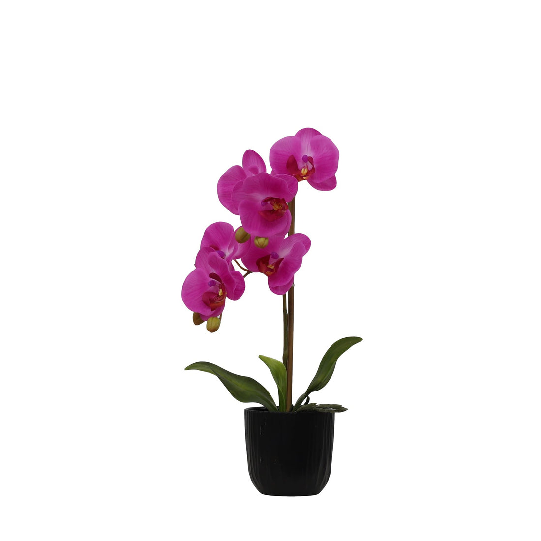 BUTTERFLY ORCHID KD3242