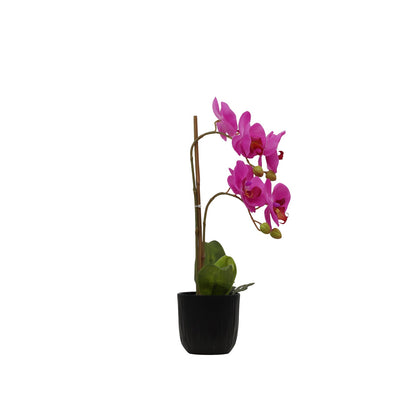 BUTTERFLY ORCHID (6638759280736)