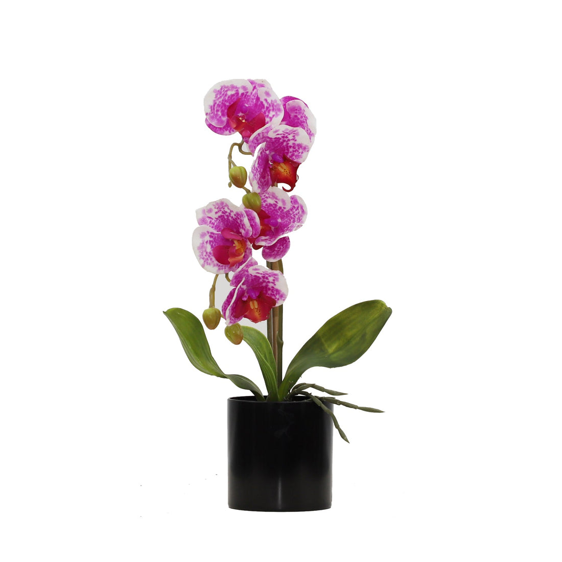 BUTTERFLY ORCHID (6638759247968)