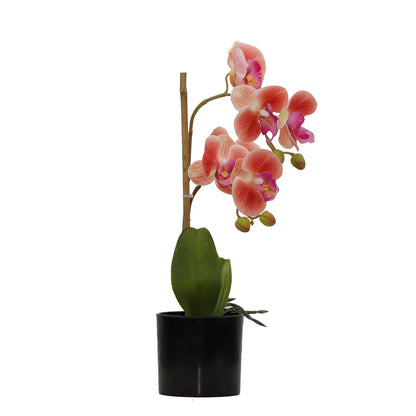 BUTTERFLY ORCHID (6638759477344)