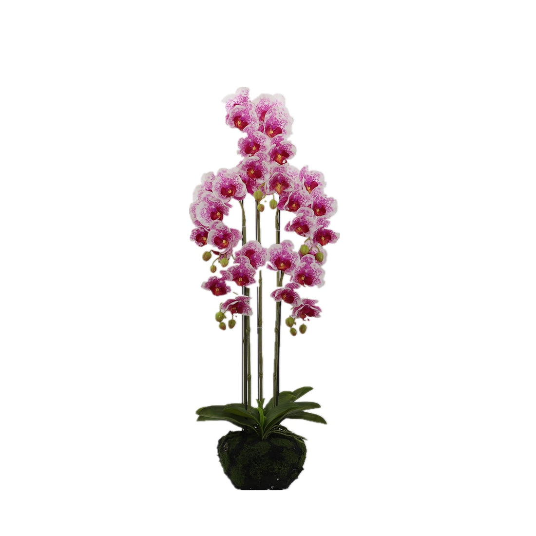 BUTTERFLY ORCHID KD3273